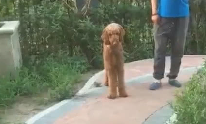 遇上小狗泰迪吓傻了,想逃跑又爱面子,但是你这姿态究竟哪帅了? 遇上小狗泰迪吓傻了,想逃跑又爱面子,但是你这姿态究竟哪帅了?