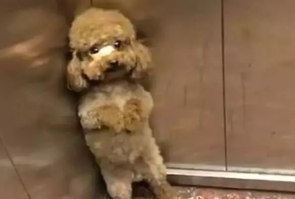 泰迪自打挨了揍,每一次下楼梯,狗狗的行为都能够把人逗乐 泰迪自打挨了揍,每一次下楼梯,狗狗的行为都能够把人逗乐