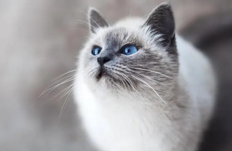 猫咪隐睾几个月能确认