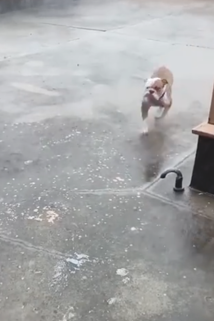 下暴雨了狗狗还需要外出,可是刚跑出去就小碎步回家了,好搞笑幽默! 下暴雨了狗狗还需要外出,可是刚跑出去就小碎步回家了,好搞笑幽默!