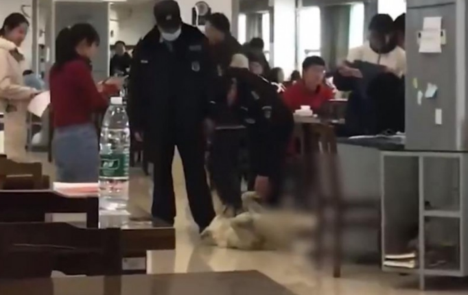 长沙一狗子跑进图书馆“学习培训”不肯走,目击证人:火腿肠诱惑都不愿走 长沙一狗子跑进图书馆“学习培训”不肯走,目击证人:火腿肠诱惑都不愿走