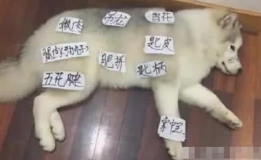 由于哈士奇撕家，趁二哈入睡弄了个布局图，二哈醒来时后不淡定从容了！
