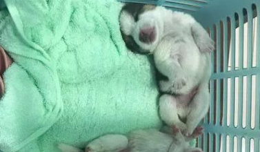 哈士奇临幸比格犬狗崽尽管看上去不二可睡觉姿势却仿佛曝露了哪些 哈士奇临幸比格犬狗崽尽管看上去不二可睡觉姿势却仿佛曝露了哪些