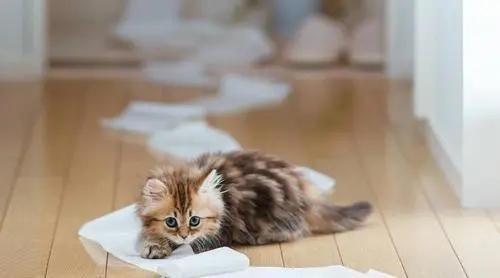 猫咪为什么突然随地大小便怎么回事.jpg 猫咪为什么突然随地大小便怎么回事.jpg