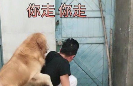 金毛听闻主人要把自己媳妇卖了,居然发生了这一幕! 金毛听闻主人要把自己媳妇卖了,居然发生了这一幕!