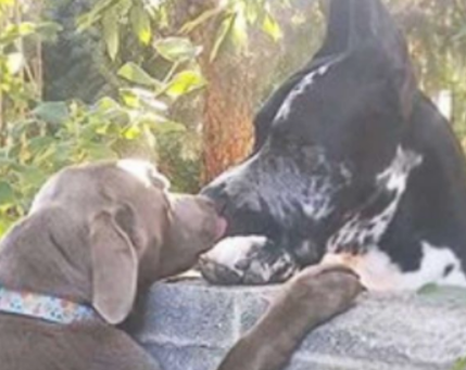拉布拉多犬与大丹犬“隔断墙恋爱”，因砖墙隔绝，主人想到贴心方法