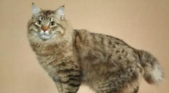 美国短尾猫不听话怎么训练?解决方法很简单! 美国短尾猫不听话怎么训练?解决方法很简单!