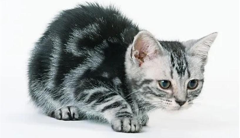 氯霉素一天能给猫猫滴几次 氯霉素一天能给猫猫滴几次