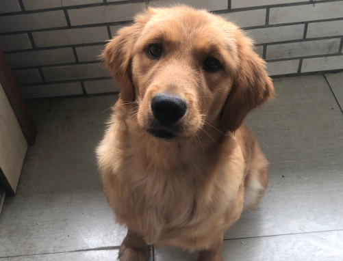 网友被金毛一直盯住看,的身上都一些发毛了,是由于没考虑它