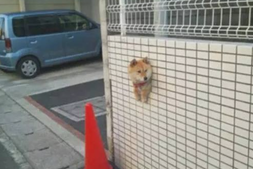 主人带柴犬出来转悠,結果每次都走丢,最终竟在那样的地点寻找它 主人带柴犬出来转悠,結果每次都走丢,最终竟在那样的地点寻找它