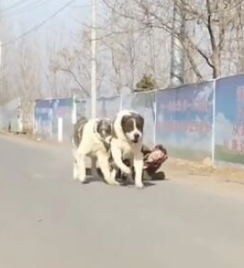 女人包包被恶人抢,二只狗狗帮讨回,結果狗主人悲剧了! 女人包包被恶人抢,二只狗狗帮讨回,結果狗主人悲剧了!