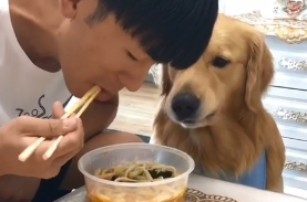 主人分饭吃,金毛拿碗来装,二哈取出这个东西后主人面色发生变化