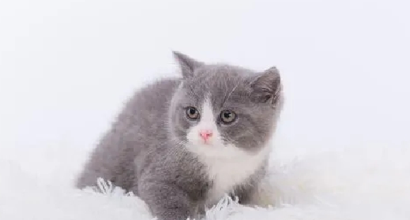 猫砂一次放多少多久换一次.png 猫砂一次放多少多久换一次.png