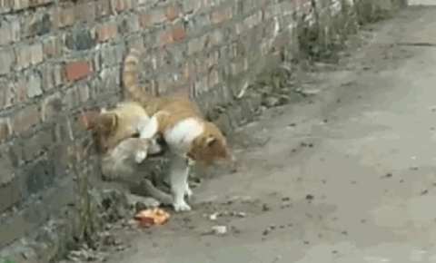 田园犬卡在墙孔被老对头胖橘猫发觉，借机刁难还撒了泡尿