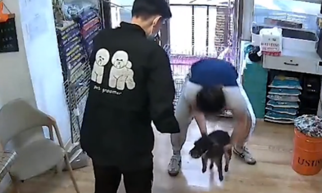 黑龙江一狗狗走丢，自己到宠物店“消费”，店主：它冒雨走7小时