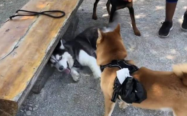 哈士奇住宅小区很是猖狂,直至道上遇到“高加索犬”,接下去一幕脸丢变大 哈士奇住宅小区很是猖狂,直至道上遇到“高加索犬”,接下去一幕脸丢变大