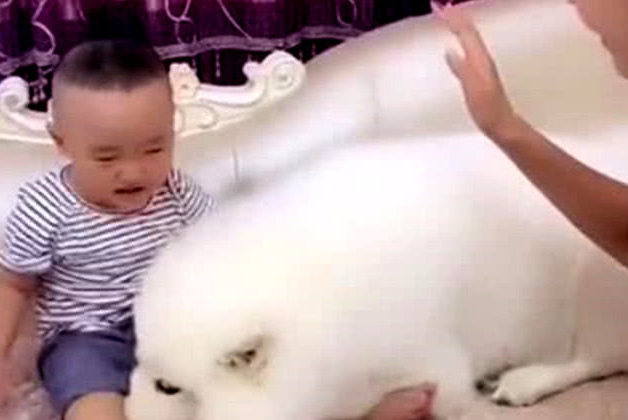 小主人犯错误被经验教训,萨摩耶看到主人抬腕要打,赶忙跑向前解围 小主人犯错误被经验教训,萨摩耶看到主人抬腕要打,赶忙跑向前解围