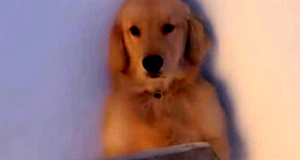 金毛犯了事还不认错，主人对它开展惩罚教育，见到它的心态戳心