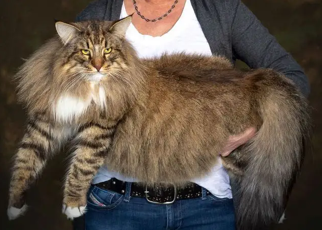 挪威森林猫不喜欢洗澡?掌握这些方法就可以啦~ 挪威森林猫不喜欢洗澡?掌握这些方法就可以啦~