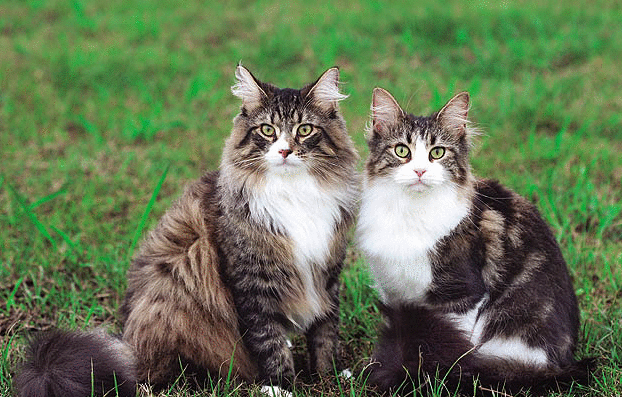 挪威森林猫不喜欢洗澡?掌握这些方法就可以啦~ 挪威森林猫不喜欢洗澡?掌握这些方法就可以啦~