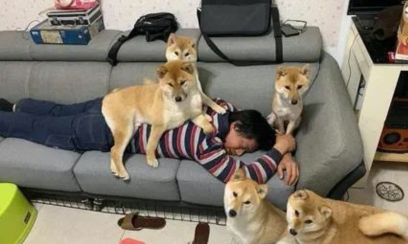主人家在沙发上睡觉了，几个柴犬统统趴到他的身上，压力很大啊！