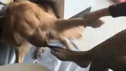 金毛倾心主子肉丝袜，一天到晚咬着便是没放，主子：因为我很迷惑不解啊！