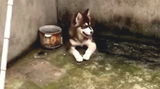 狗狗每日都从狗洞爬出来，主人好奇心跟在背后，见到这幕笑喷