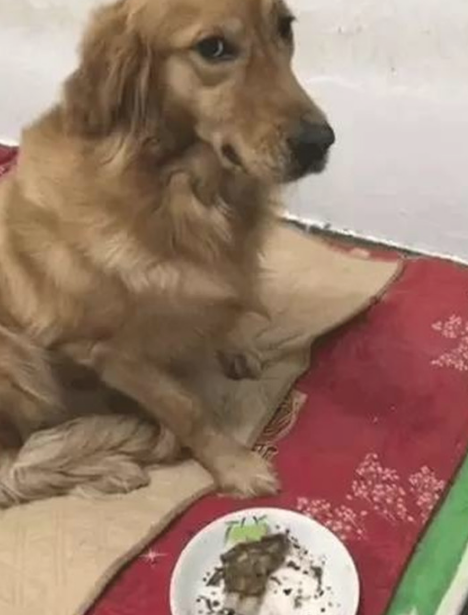 金毛狗狗偷食主人的午餐,还摆成一脸无辜的表情,段子手主要表现烦透了 金毛狗狗偷食主人的午餐,还摆成一脸无辜的表情,段子手主要表现烦透了