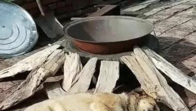 主人家装作要把狗狗炖了，兔子看到后赶忙也爬进了锅里，好有灵气！