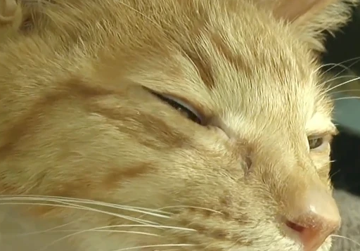 主人重病忍痛将猫咪送走，猫咪三个月不吃不喝从14斤瘦到6斤
