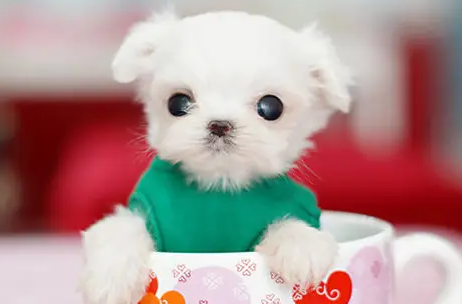 可爱的茶杯犬,你知道它的由来吗? 可爱的茶杯犬,你知道它的由来吗?