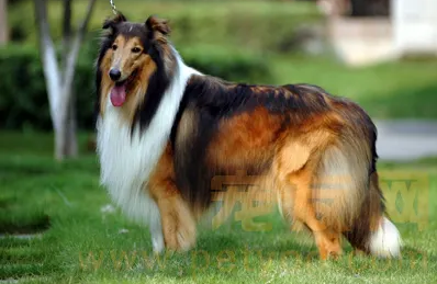 苏格兰牧羊犬有哪些优点?我来告诉你答案! 苏格兰牧羊犬有哪些优点?我来告诉你答案!