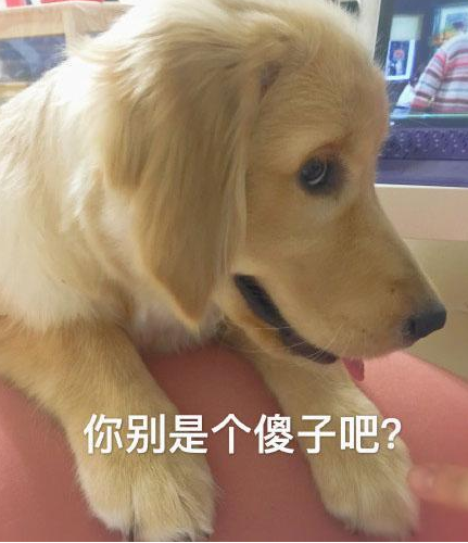 主人欺压金毛不容易拳击,给金毛携带拳套之后,挨打得头破血流 主人欺压金毛不容易拳击,给金毛携带拳套之后,挨打得头破血流