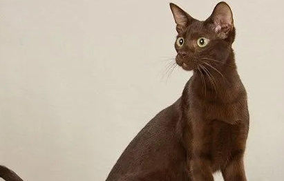 哈瓦那棕猫咬人怎么办?不清楚的赶紧看看! 哈瓦那棕猫咬人怎么办?不清楚的赶紧看看!