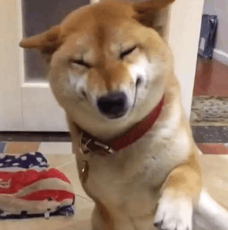 柴犬犯了错误被主人责怪随后柴犬就摆出这样的小表情