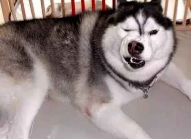 狗狗替主人家排队买肉丸子，路人见到震惊了：想偷回家了