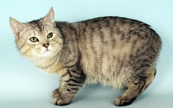 曼岛无尾猫形成的原因是什么？不知道的来看一下吧~
