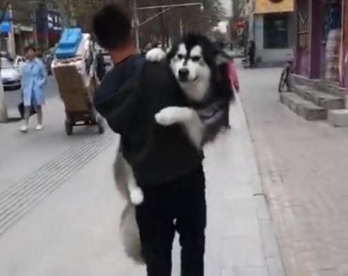 二哈逛街购物卖萌不动，非得主人抱一抱，主人一句话令人害怕养宠物！