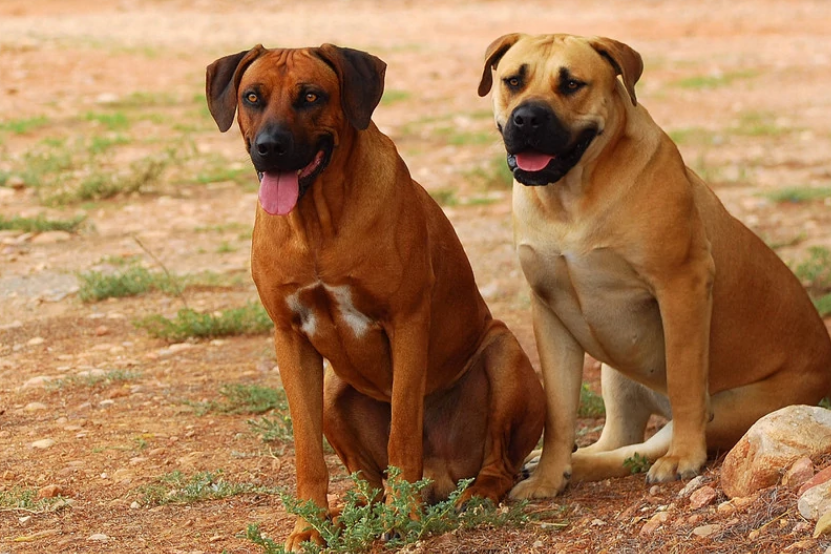 怎样给罗得西亚脊背犬洗澡？掌握这些技巧就很简单！