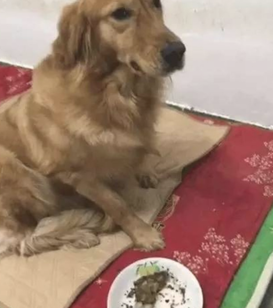 金毛狗狗偷食主人的午餐,还摆成一脸无辜的表情,段子手主要表现烦透了