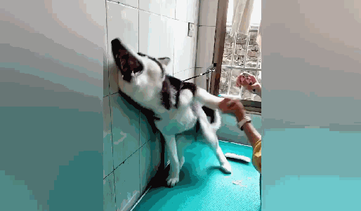 牵住二哈的爪爪它雅致的刚开始歌唱主人：哪来的段子手狗呢我邀约你歌唱了没有