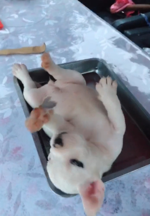女人把狗狗放到菜盘,狗狗居然视而不见,清醒后被吓一脸懵逼 女人把狗狗放到菜盘,狗狗居然视而不见,清醒后被吓一脸懵逼