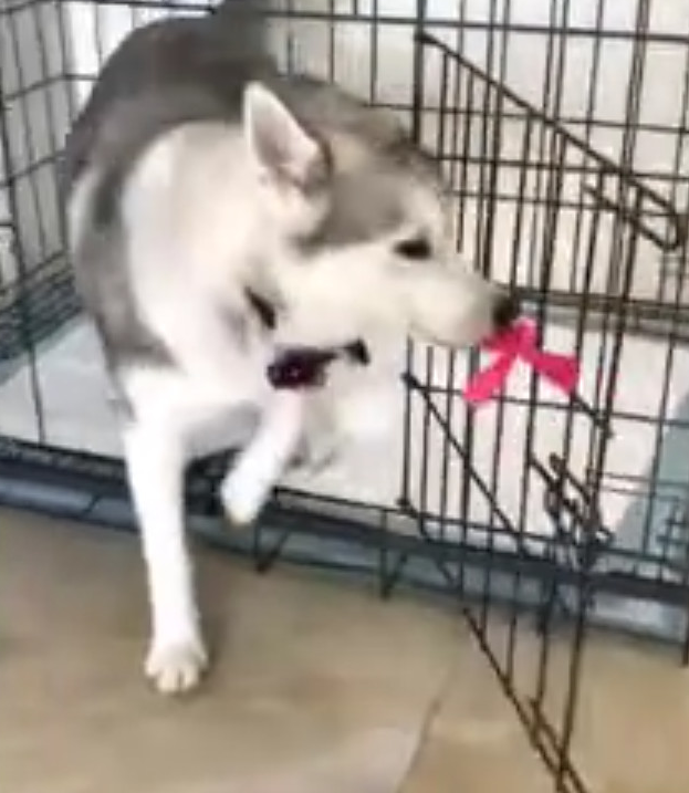 哈士奇已经拆家，結果听见主人要炖狗肉汤，猛然吓得跑回了铁笼