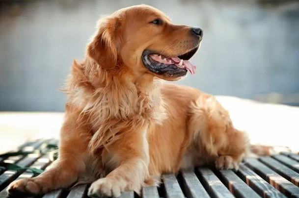 金毛肚子上有红点怎么回事 宠物网问答