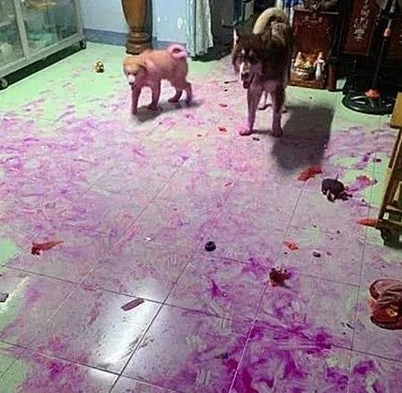 狗主人家下班了回到家，瞬间觉得血压升高：家里养狗子想立刻送出去！