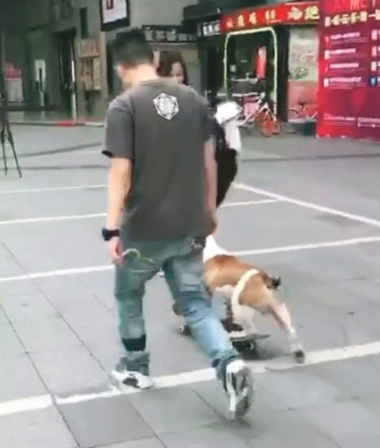 男子街边遛猫遛狗,狗狗酷帅滑滑板追随主人 男子街边遛猫遛狗,狗狗酷帅滑滑板追随主人