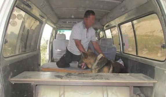 气枪猎犬齐上阵！黄河浮桥惊现“城市猎人”