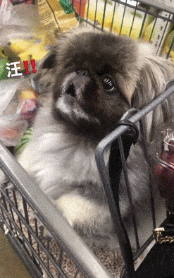 对商场小鸭子一见钟情的京巴...这也太讨人喜欢了吧! 对商场小鸭子一见钟情的京巴...这也太讨人喜欢了吧!