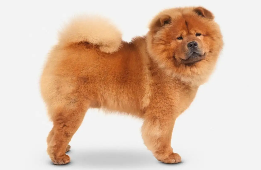 松狮犬毛发怎么修理?感兴趣的朋友可以学一下哦~ 松狮犬毛发怎么修理?感兴趣的朋友可以学一下哦~