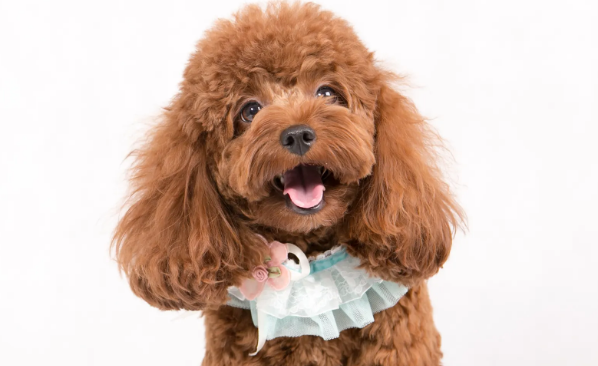 家有泰迪犬?这篇文章得收藏! 家有泰迪犬?这篇文章得收藏!